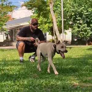adestrador de cachorro foto 1