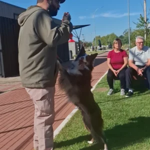 adestrador de cachorro foto 12
