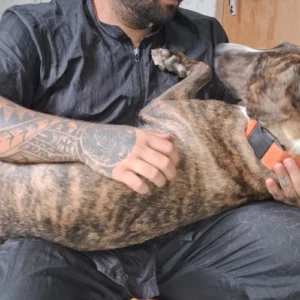 adestrador de cachorro foto 17
