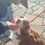 adestrador de cachorro foto 18