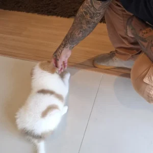 adestrador de cachorro foto 2