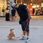 adestrador de cachorro foto 25