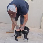 adestrador de cachorro foto 27