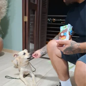 adestrador de cachorro foto 28