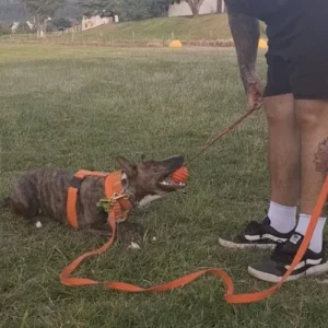 adestrador-adestramento-de-cachorro-foto-29
