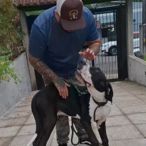 adestrador de cachorro foto 3