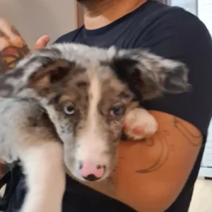 adestrador de cachorro foto 5