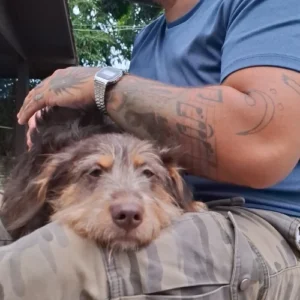 adestrador de cachorro foto 6