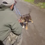 adestrador de cachorro foto 8