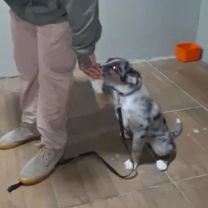 adestrador de cachorro foto 10